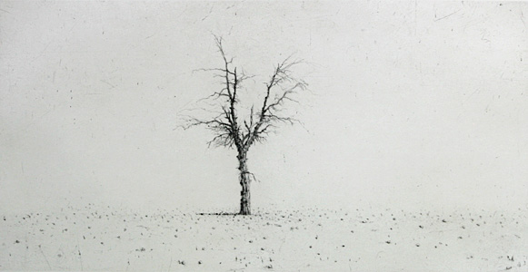 Olive Tree - Drypoint by Lars Nyberg.